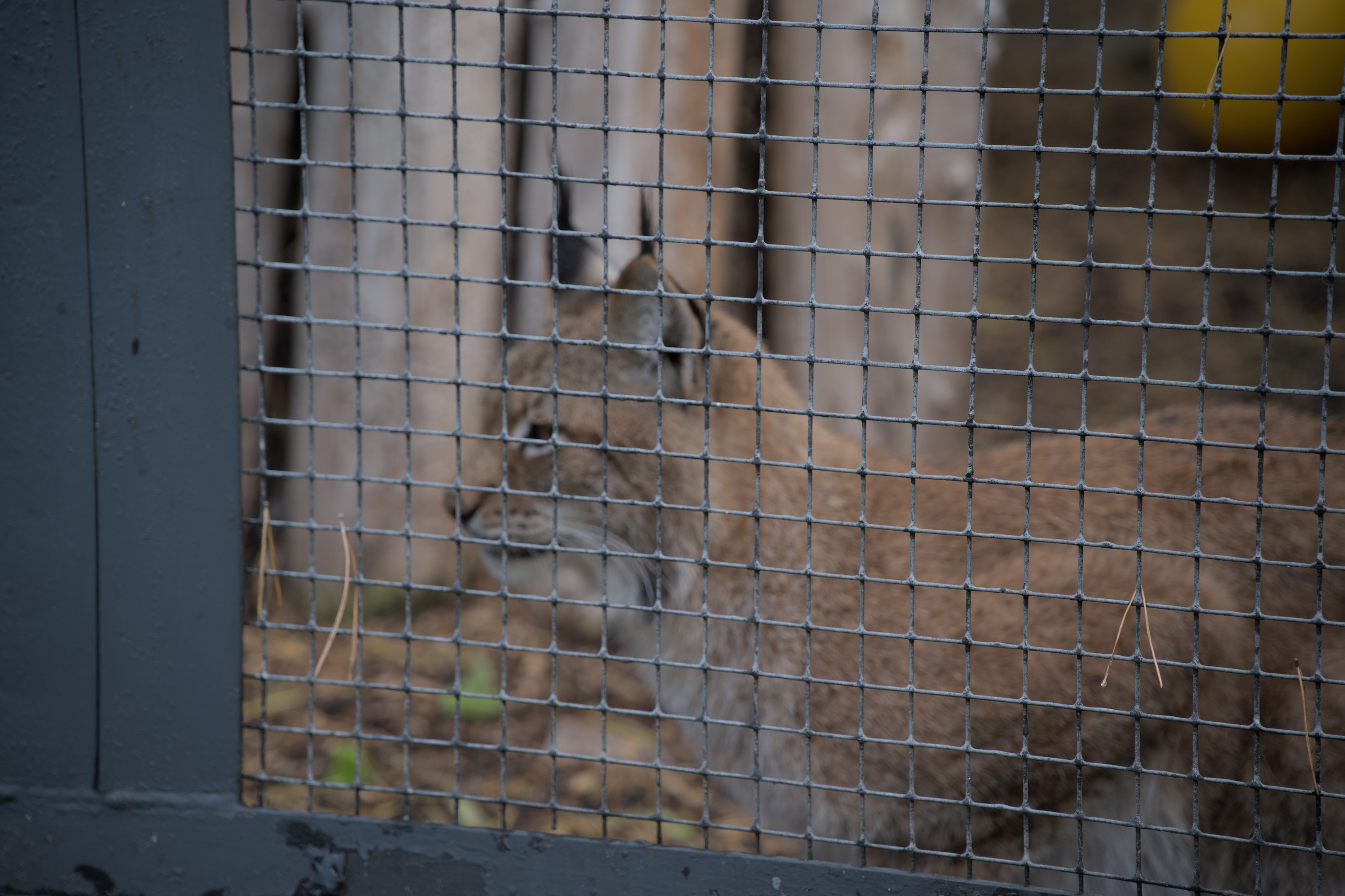 2025/10/12 - zoo/DSC_0356.jpg
